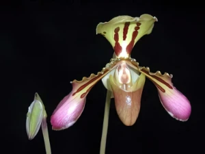 Bild von Paphiopedilum tigrinum 3